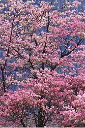 复古像素风肉鸽《不死西部》公布 明年登陆PC